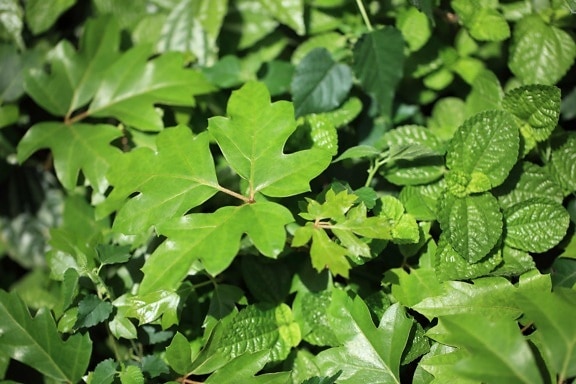 Green Leaf, natur, anlegg, Tree, urt, løvverk, skog, hage