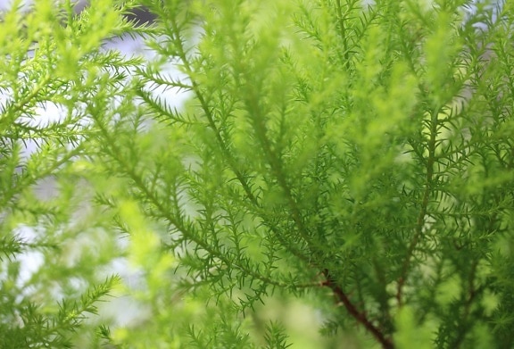 fern, environment, nature, leaf, summer, herb, plant