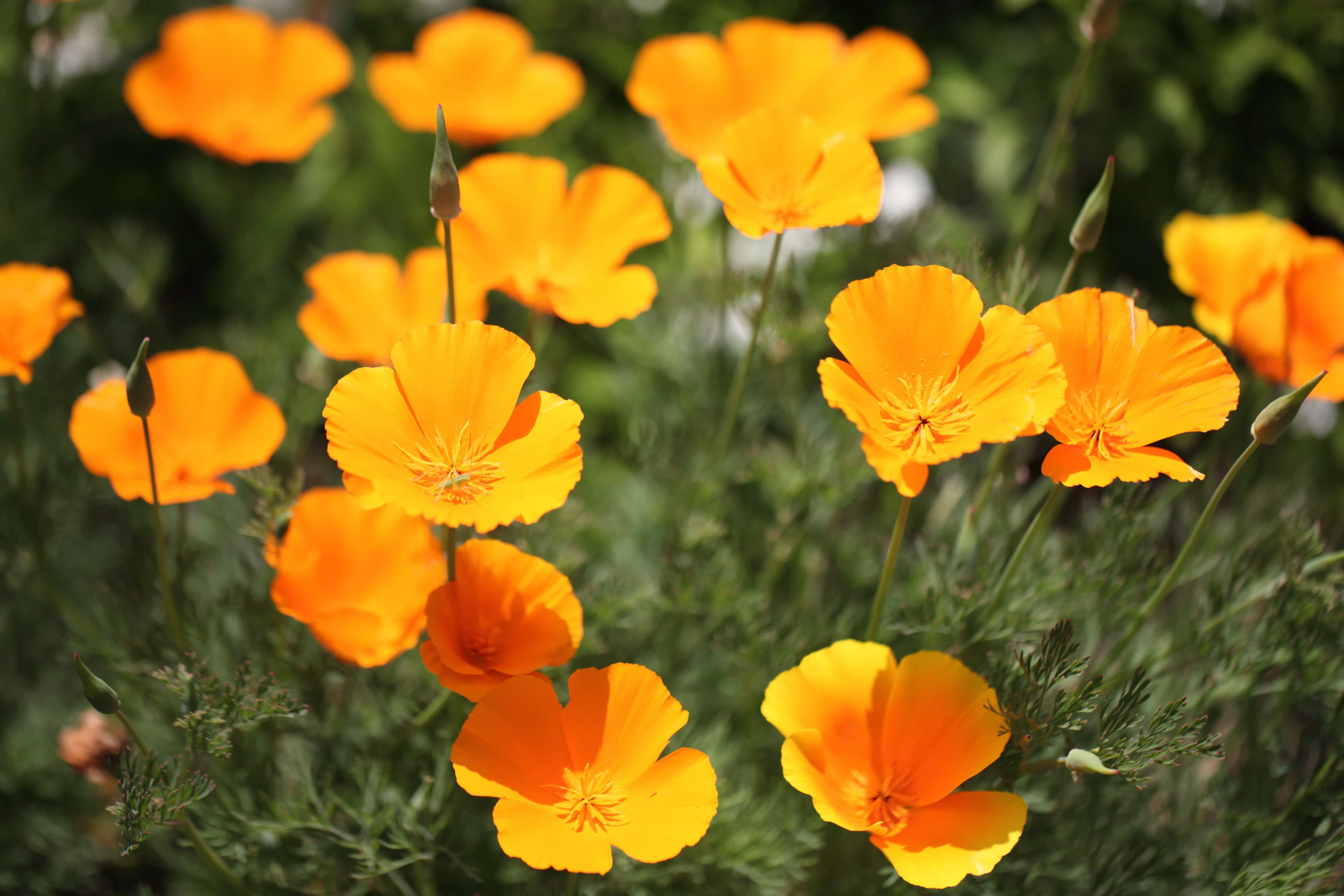 フリー写真画像 自然 フィールド 夏 黄色い花 葉 庭 ハーブ 植物