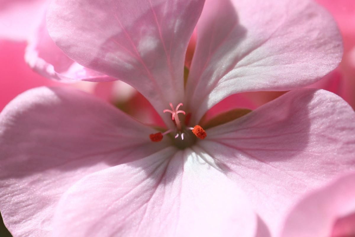 punainen Geranium, vaaleanpunainen kukka, terä lehti, lehtiä, luonto, kaunis, Puutarha