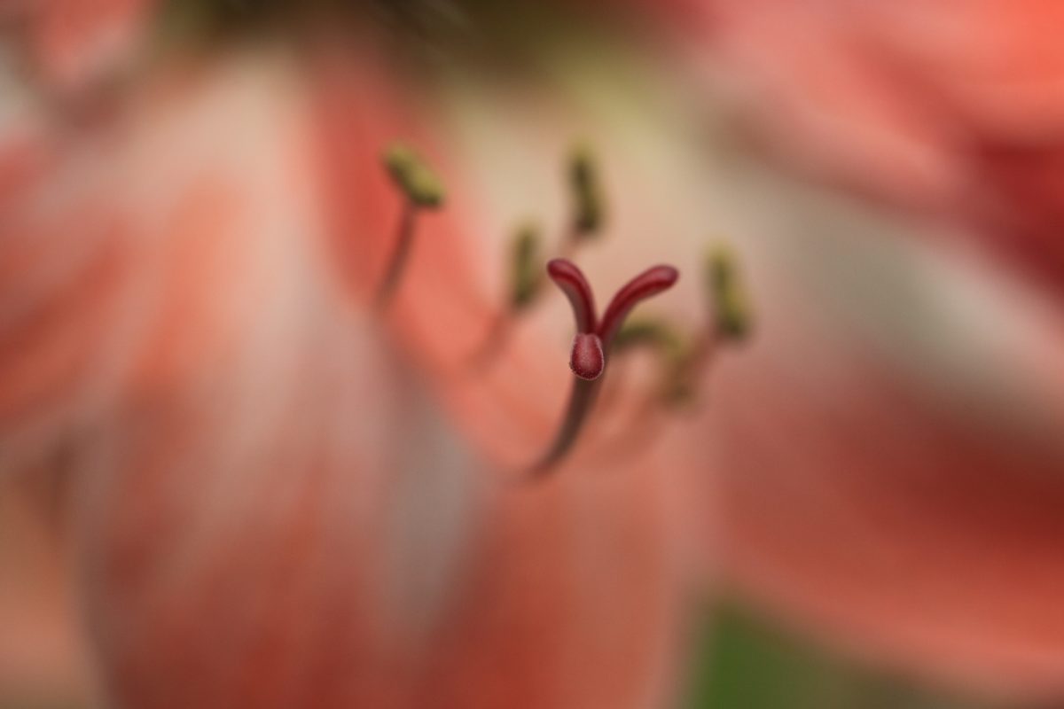 luonto, Emiö, yksityiskohta, puutarhan hoito, vaaleanpunainen kukka, kasvi, Lily Kukka, Puutarha