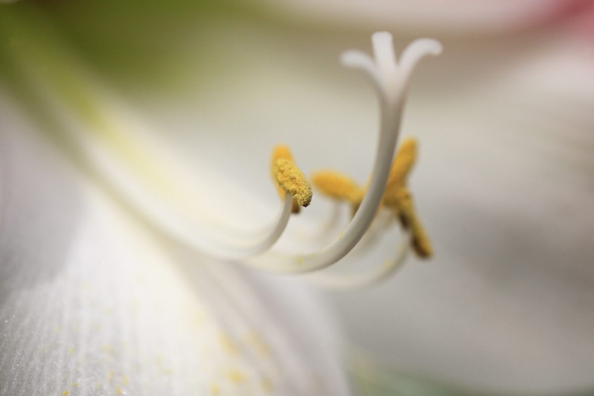 Белая Лилия, пыльца, пестик, деталь, природа, цветок, тень