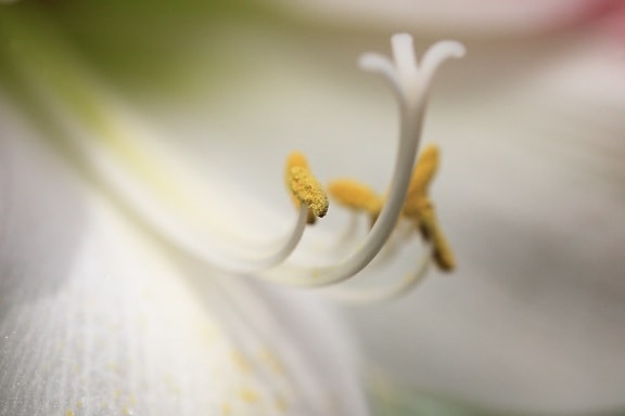 crin alb, polen, pistil, detaliu, natura, floare, umbra