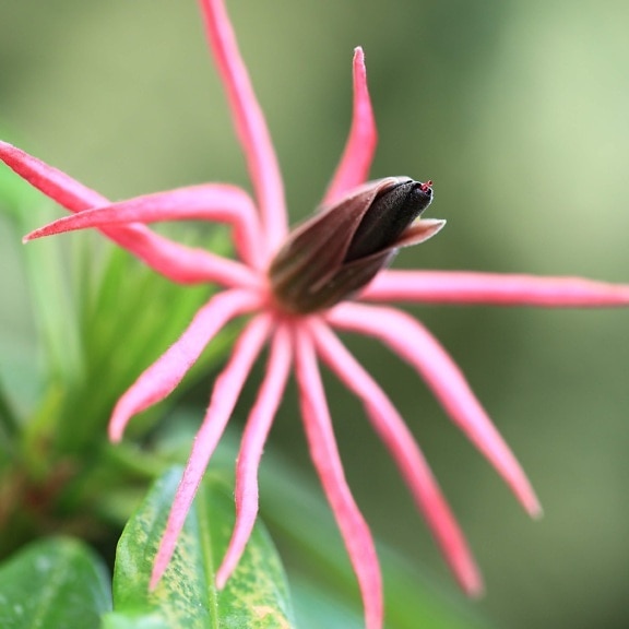 flower bud, nature, summer, green leaf, pink flower