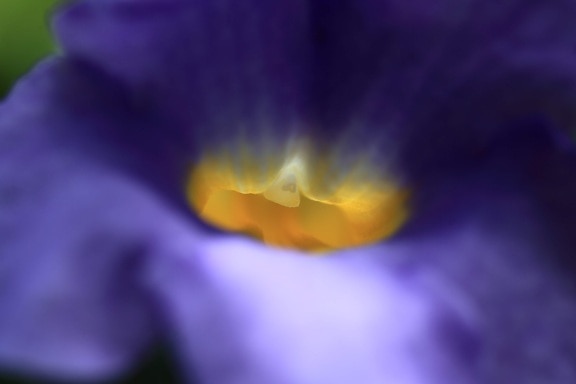 nature, blue flower, pistil, pollen, petal