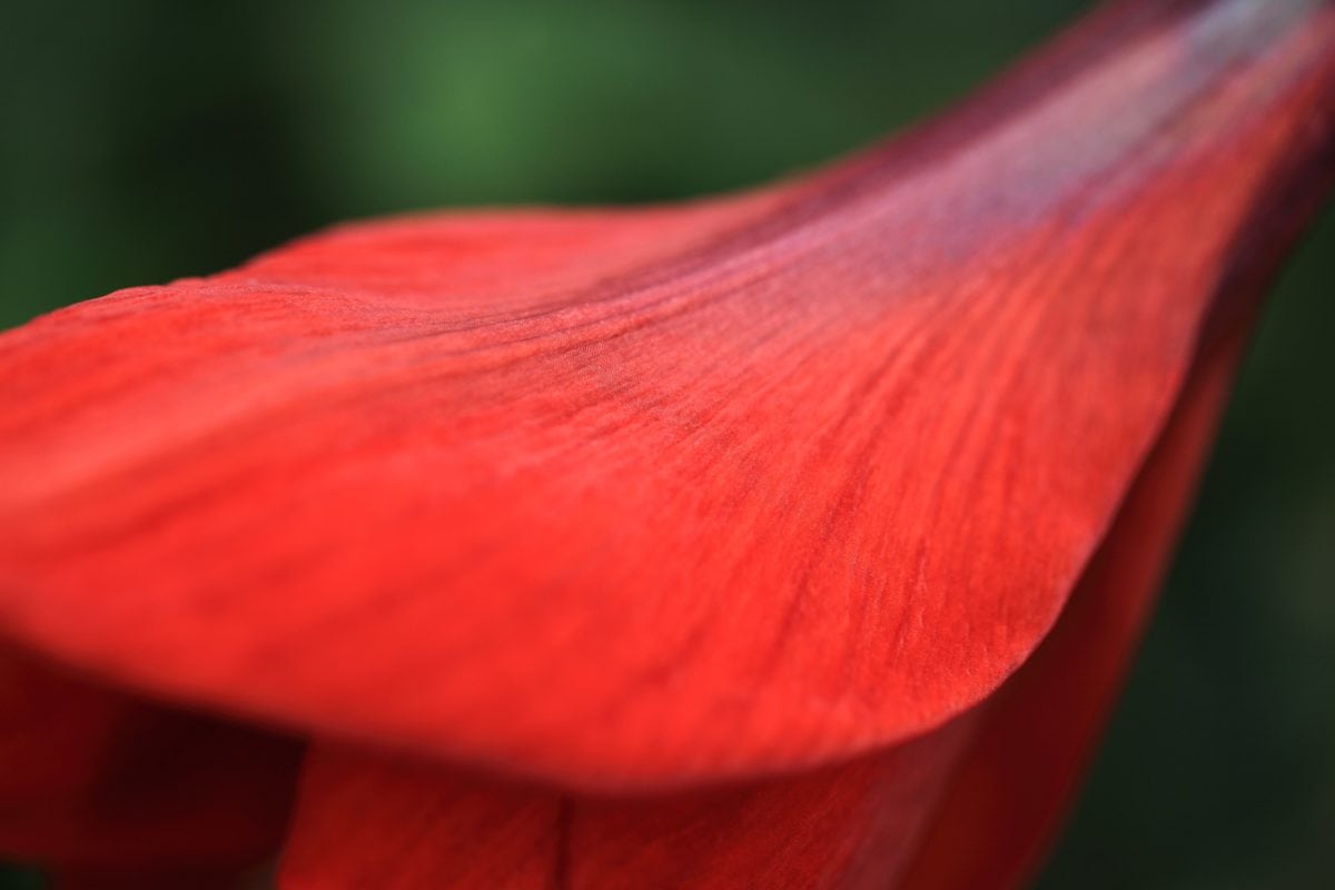 petalo rosso, natura, estate, fiore, petalo, Amaryllis, pianta