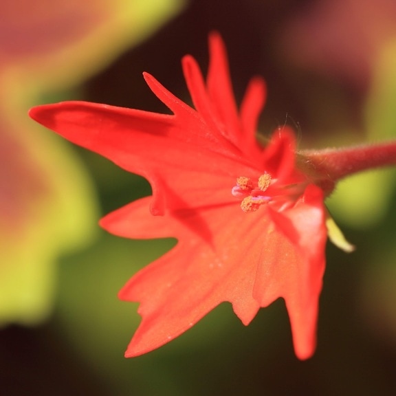 rode bloem, natuur, stamper, detail, herfst, blad, plant