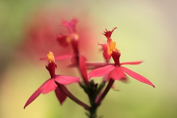 Crveni cvijet, priroda, Oleander, biljka, organizam, dnevna svjetlost