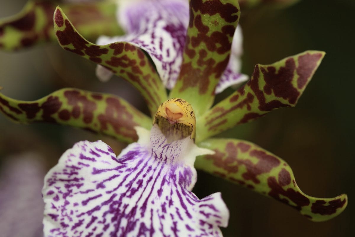 Orchid kukka, luonto, eksoottinen, yrtti, kasvi, värikäs, Puutarha, Bloom