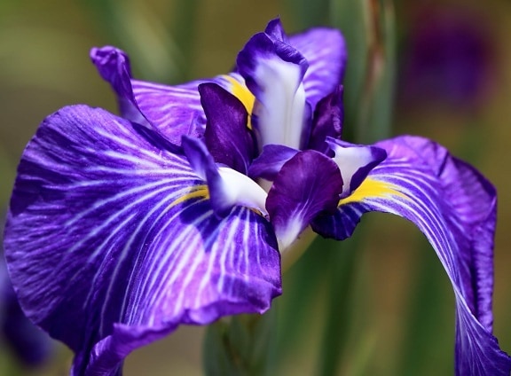 summer, garden, flower, petal, leaf, nature, blue iris, plant