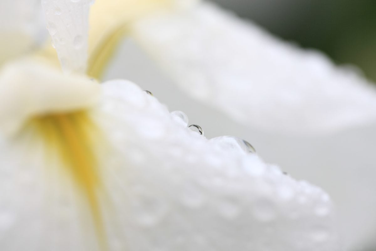 Белый цветок, листья, природа, дождь, Садоводство, Роса, влага, экология