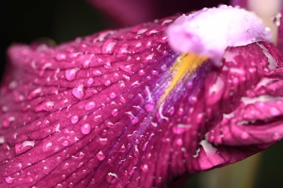 Роса, цветок, природа, Сад, Лепесток, розовый, завод, дождь