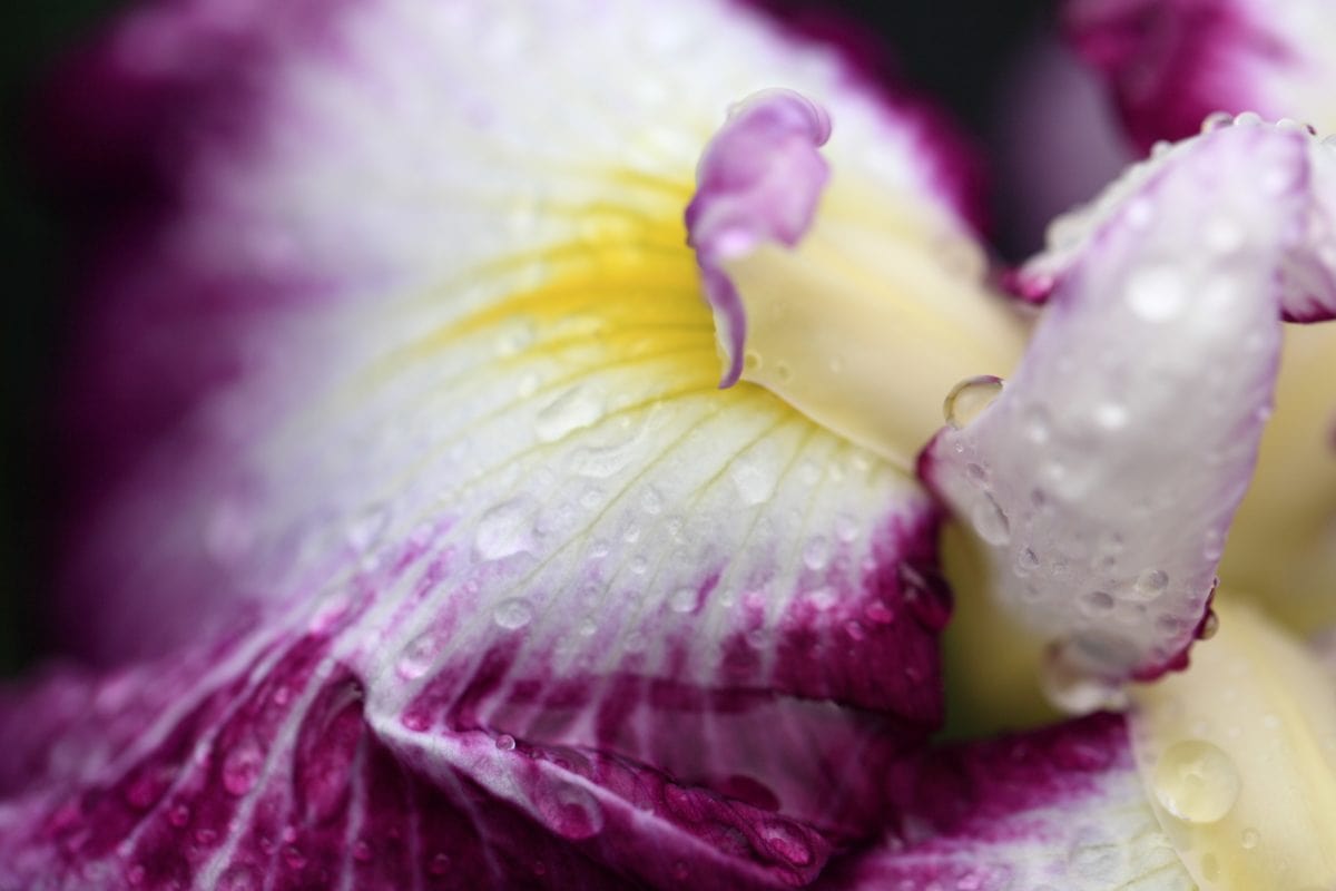 mooi, orchidee bloem, natuur, zomer, blad, roze