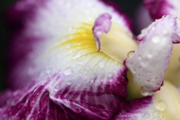 красива, орхидея цвете, природа, лято, листа, розово