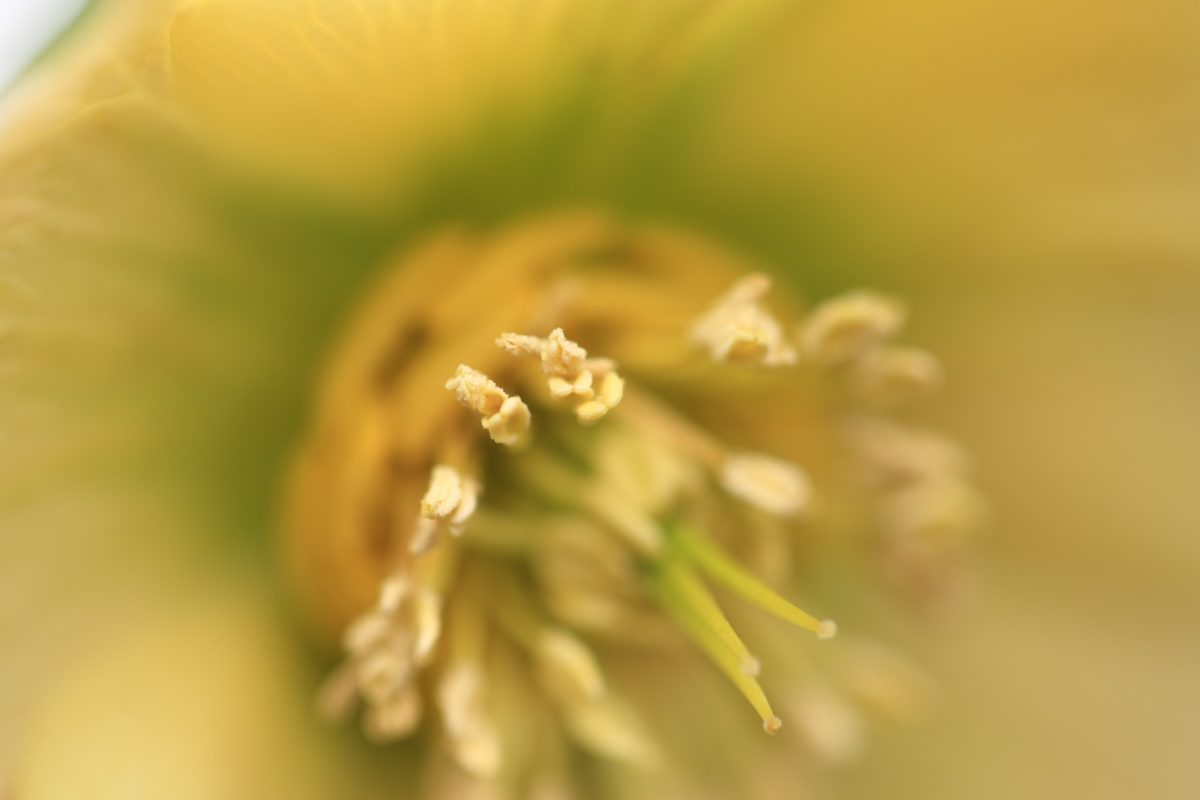 flor amarilla, pistilo, polen, néctar, naturaleza, planta, hierba