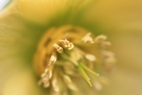 gul blomma, pistill, pollen, nektar, natur, växt, ört
