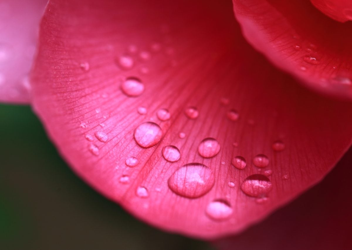 Rosa, priroda, kiša, cvijet, mokro, latica, crvena