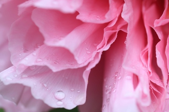 rose, nature, flower, pink camellia, pink, petal, plant, dew, rain