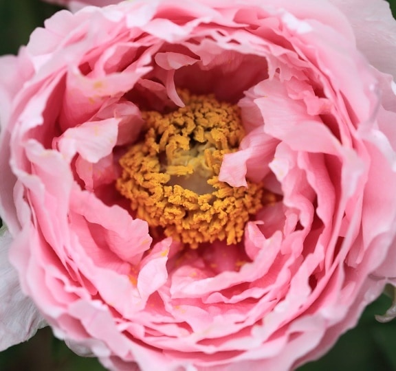 Rose, Blütenblatt, Blume, Natur, Kraut, Gartenbau, Ökologie, pink