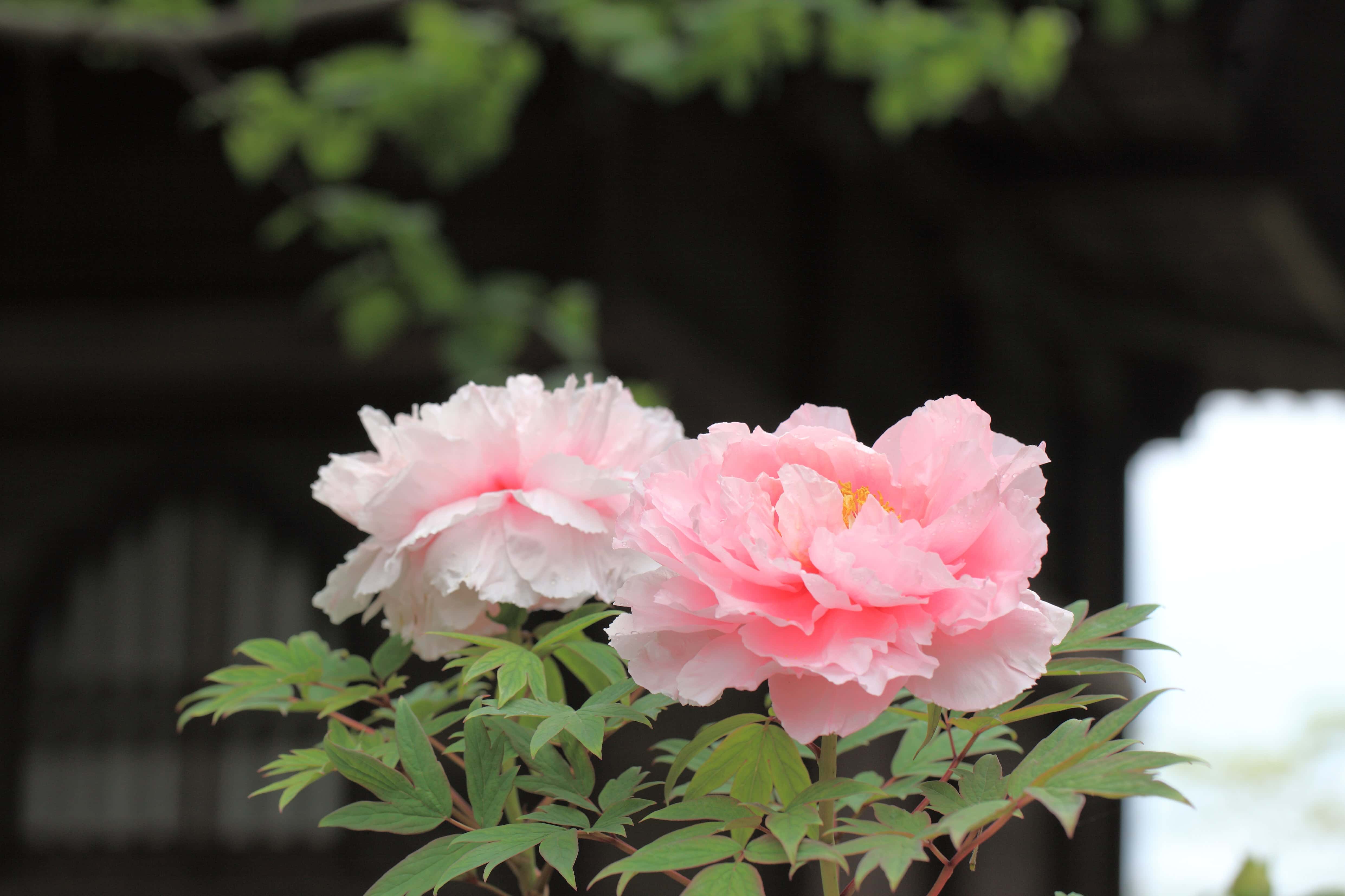 Gambar gratis daun kelopak mawar Taman alam bunga  