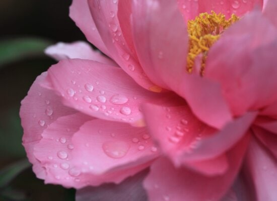 dew, flower, nature, rose, leaf, camellia, pink, plant, petal