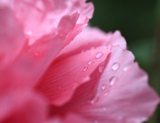 dážď, Rosa, krásne, leto, Záhrada, kvet, lístie, príroda