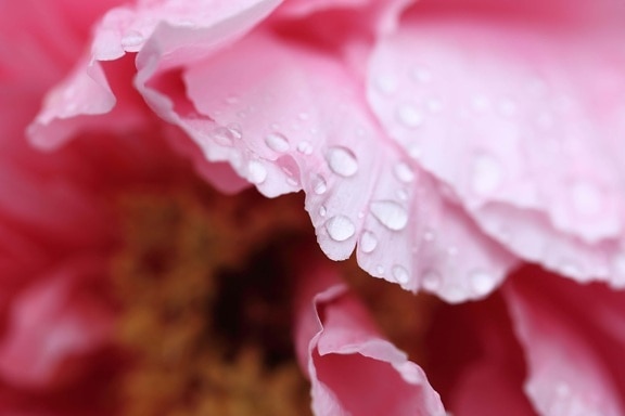 rose, beautiful, dew, leaf, garden, nature, flower, pink