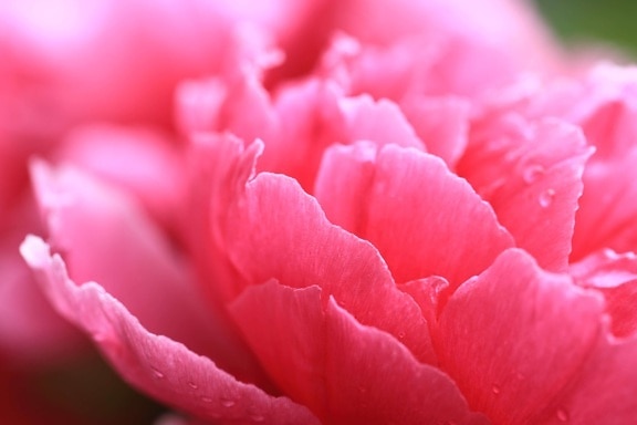 розово цвете, листо, цвете, природа, венчелистче, розово, растение, Градина