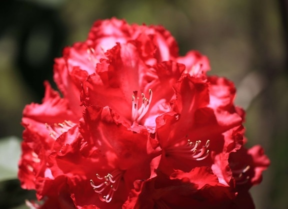levél, természet, virágos kert, Rhododendron, növény, szirom, rózsaszín