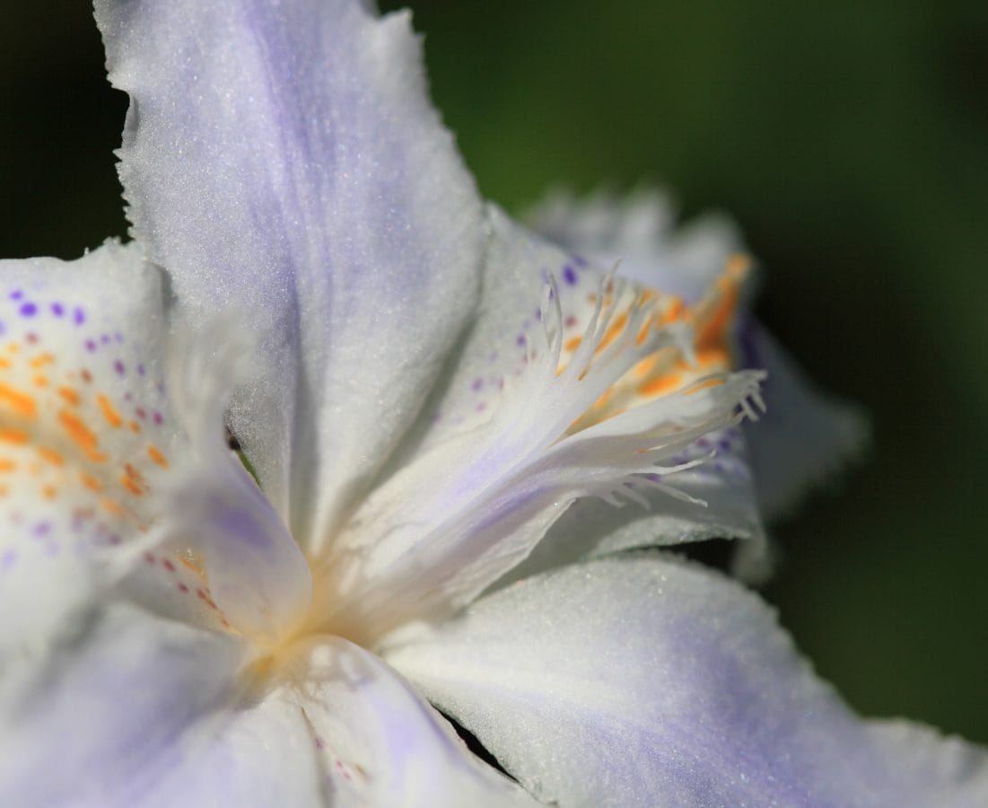 sommer, Iris, natur, pollen, blad, hvit blomst, petal, plante, pistil