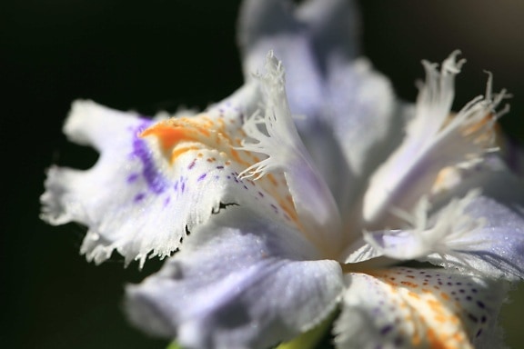 Белый цветок, пестик, пыльца, Садоводство, тень, природа, трава, растение, Лепесток