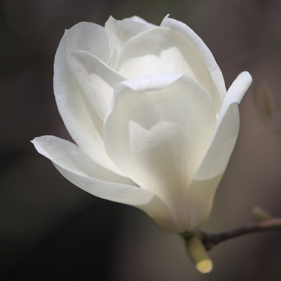 kukka, Magnolia, kesä, lehtiä, luonto, valkoinen terä lehti