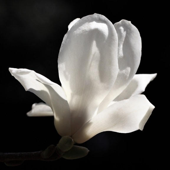 flor, Magnolia blanca, naturaleza, blanco, planta, floración, Pétalo