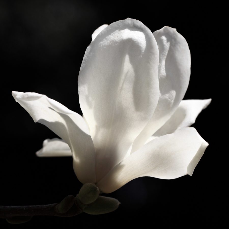 flor, Magnolia branco, natureza, branco, planta, flor, pétala