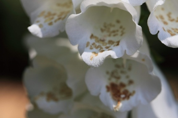 biela kvetina, príroda, lístie, detail, rastlina, kvet, okvetné lístok, Záhrada