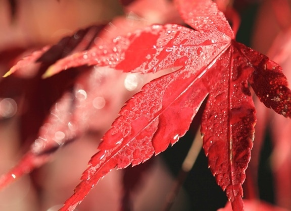 winter, dew, tree, rain, nature, red leaf, wet, garden