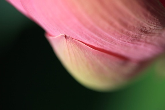 nature, flower, green leaf, detail, petal, horticulture, pink