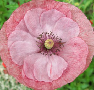 Gambar gratis daun kelopak mawar  Taman  alam bunga  