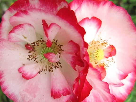 野生玫瑰, 自然, 粉红色的花朵, 夏天, 植物, 园艺, 性质