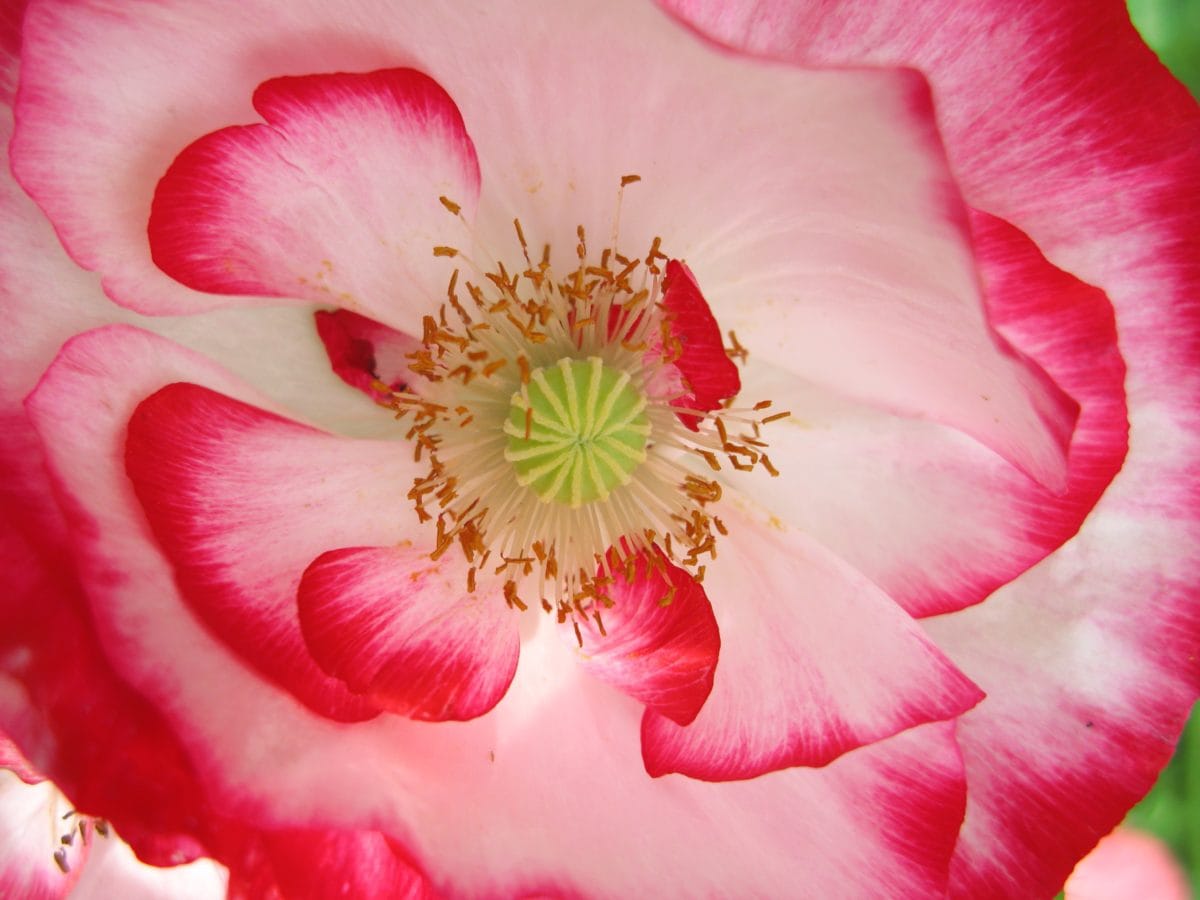 Camellia, alam, bunga, musim panas, pink, kelopak, tanaman, bunga