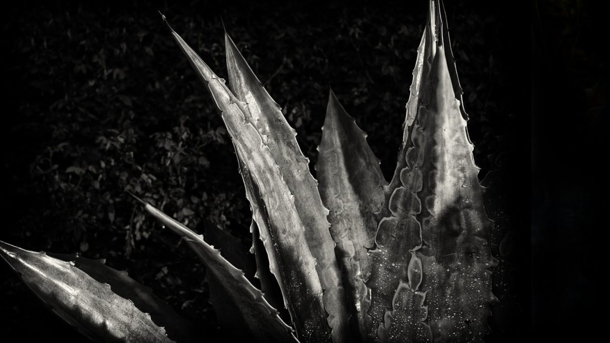 cactus, monocromo, estudio fotográfico, oscuridad, sombra, fotografía, agave, planta