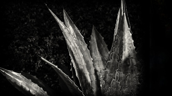 Cactus, monocromatico, studio fotografico, tenebre, ombra, fotografia, Agave, pianta