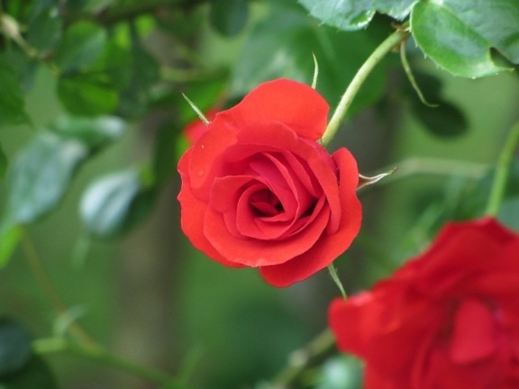 Лепесток, природа, цветок, красная роза, лист, лето, растение, цветы