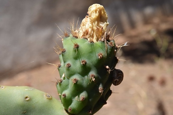 desierto, sostenido, Saguaro, cacto, naturaleza, punto, al aire libre, seco