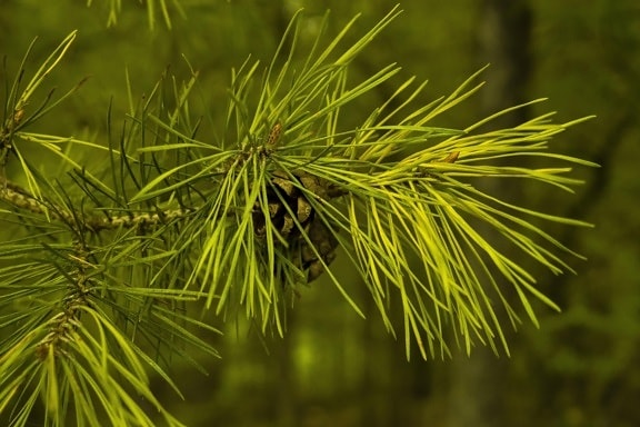 pine, green leaf, branch, nature, conifer, tree, evergreen, plant