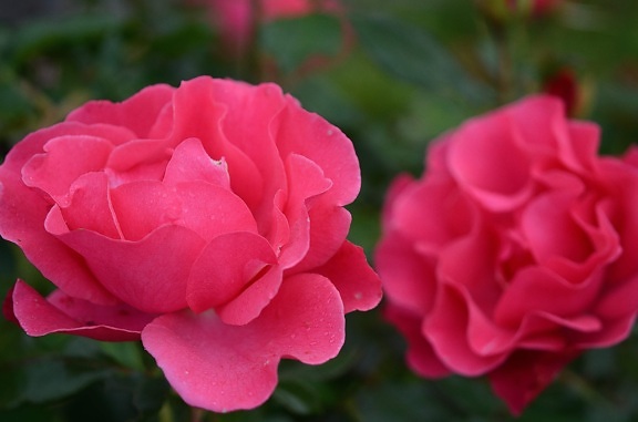 Camellia, vörös szirom, természet, levél, virág, növény, rózsaszín, kertészeti