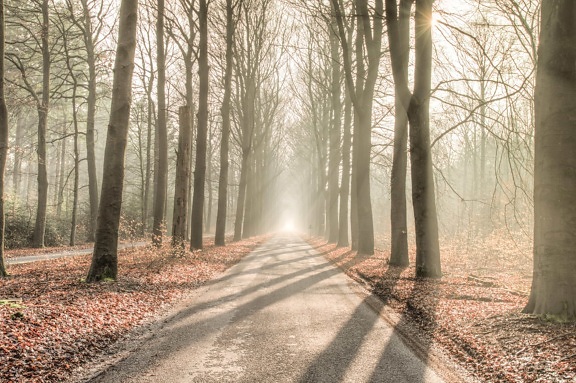 estrada da floresta, sombra, luz do sol, árvore, névoa, névoa, madeira, alvorecer, natureza, paisagem, folha