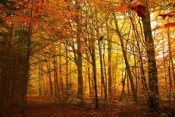 stablo, list, drvo, šuma, sjena, sunce, jesen, breza, krajolik, lišće