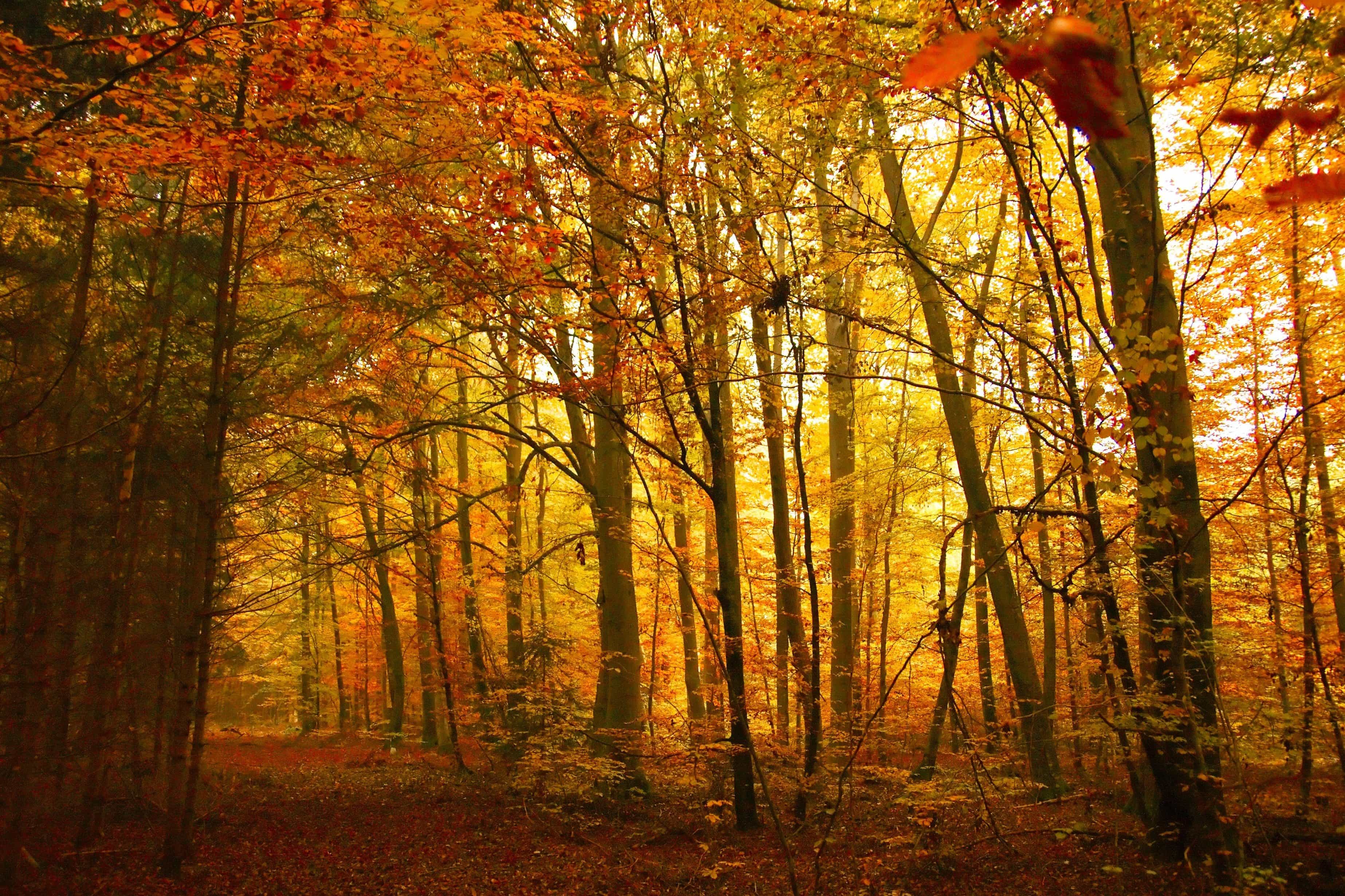 フリー写真画像 木 葉 木 森 影 太陽 秋 バーチ 風景 紅葉