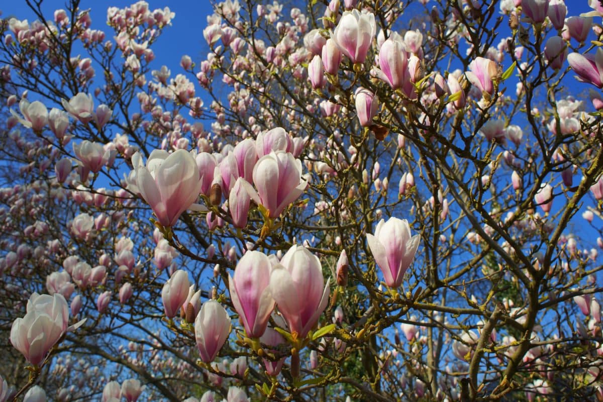 pohon Taman bunga, cabang, alam, magnolia, blossom, mekar